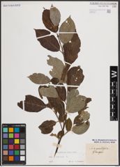 Foto von Salix caprea L.